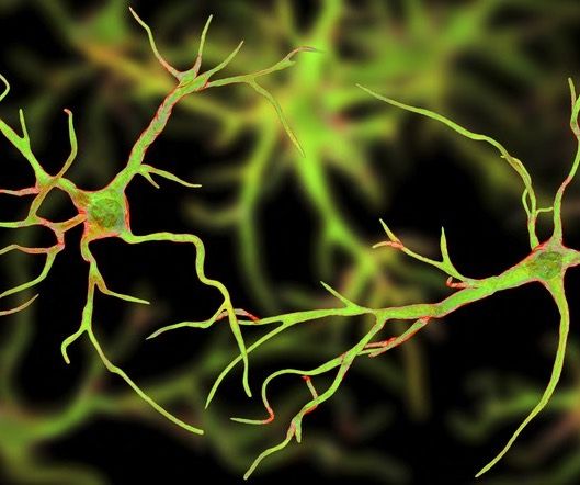 La taille du réseau astrocytaire est déterminante pour l'activité neuronale