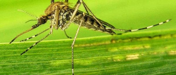 Le moustique tigre sera dès la semaine prochaine sous surveillance renforcée dans l'Hexagone, alors qu'au fil des années la présence de cet insecte, vecteur de nuisances et de maladies, [...]