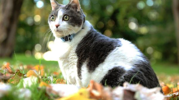 La toxoplasmose à l'origine de maladies mentales ?