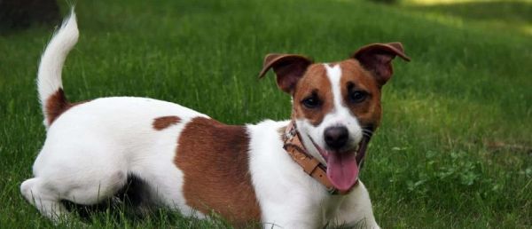 Montpellier : Un plainte a été déposée après la mort du jack russell de 8 ans, tué à coups de pieds gratuitement dans la rue par 3 inconnus, alors qu'il était avec son promeneur