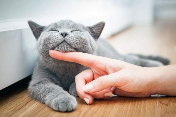 Comment calmer un chat avant le vétérinaire ?
