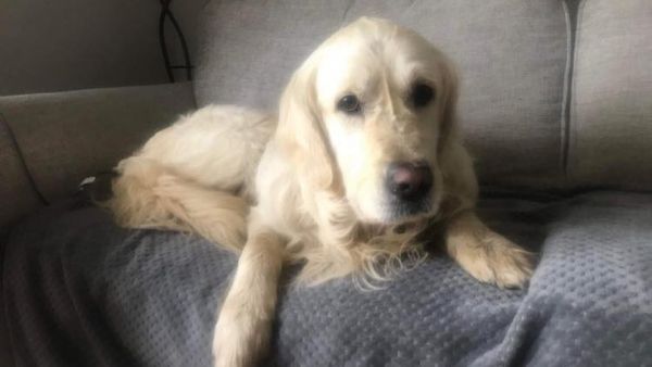 Ses propriétaires l'abandonnent : ce chien parcourt plus de 40 kilomètres en 27 jours pour retourner chez eux