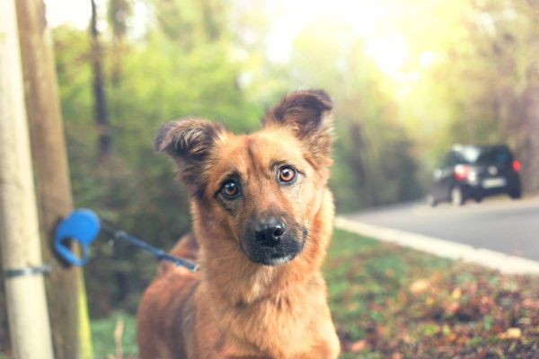 Refuges animaliers : 2023 sera-t-elle encore une année d’abandons ?