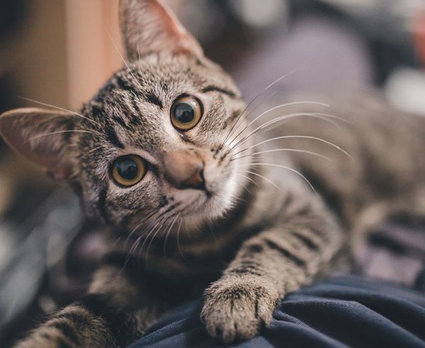 Comment calmer un chat qui court partout ?
