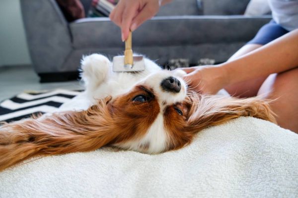 Comment entretenir le pelage de ton chien ?