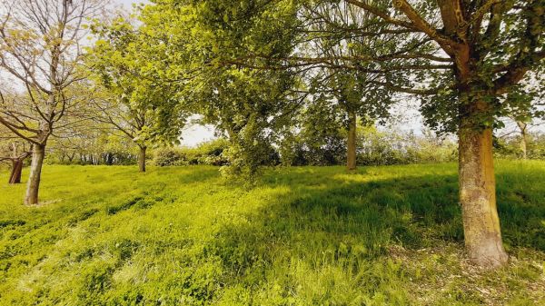 14 000 arbres vont être plantés dans cette commune de la Côte de Nacre, à 10 endroits