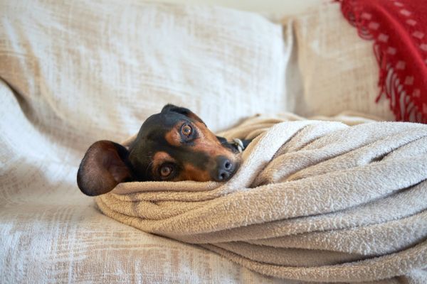 Les 10 choses que votre animal de compagnie voudrait vous dire
