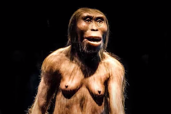 Lucy l'australopithèque était bien plus musclée que nous