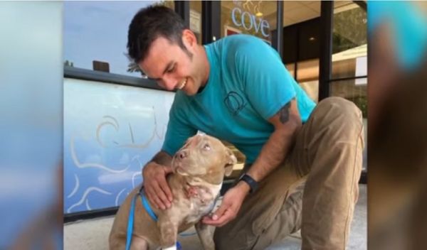 Une chienne blessée gravement par son maître est adoptée par son sauveur