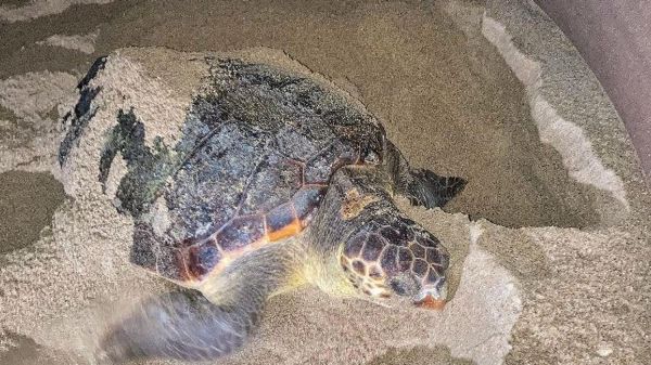 Alpes-Maritimes : une tortue Caouanne pond pour la première fois sur une plage du département