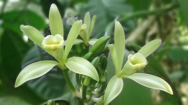 La filière vanille de Madagascar au plus mal
