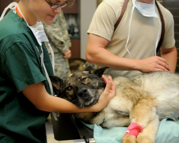 Quand emmener son chien chez le vétérinaire : signaux et conseils