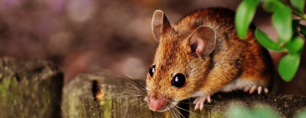 Dératisation : Comment lutter contre les nuisibles - Rats et Souris
