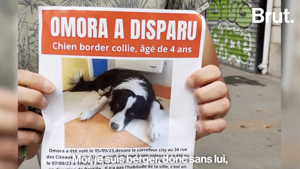 VIDEO. A Paris, il cherche désespérément Omora, son chien de 4 ans volé