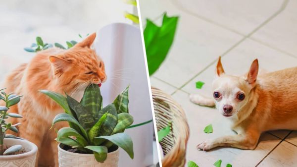 Les plantes d’intérieur qui pourraient être dangereuses pour vos animaux de compagnie