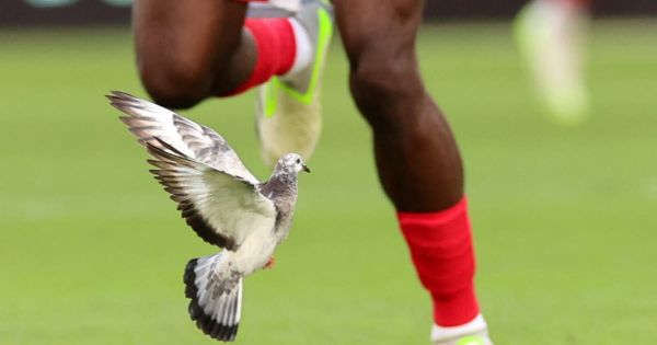 Médias. Notre photographe Jean-Marc Loos récompensé pour la photo sport du mois d'août