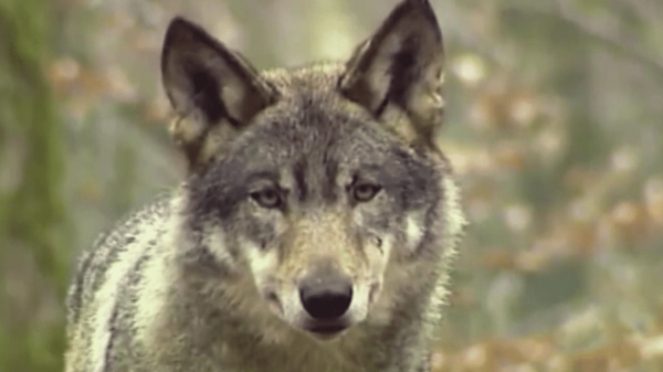 Biodiversité : un nouveau plan loup contre les attaques de troupeaux