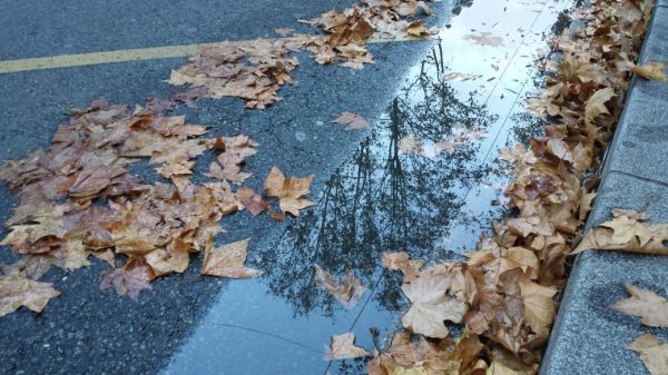 Les restes de tonte et feuilles mortes progressivement interdits dans les déchèteries de la métropole de Lyon