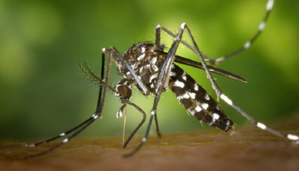 Urgent – Épidémie de Chikungunya : Après Kédougou, Tambacounda enregistre 01 décès et 42 cas