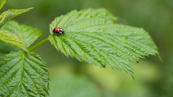 Biodiversité : des scientifiques alertent sur la perte de branches entières de l'"arbre de la vie"