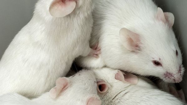Marseille : un étudiant filmé en train de manger une souris vivante, la Fondation 30 Millions d’Amis porte plainte