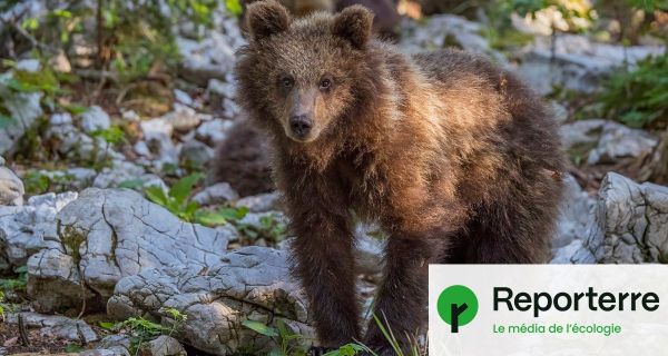 Une dizaine d'oursons sont nés cette année dans les Pyrénées