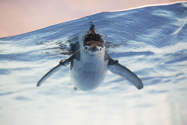 Le support long terme au noyau Linux passe à 2 ans (au lieu de 6)