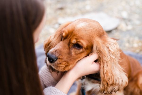 Adopter un chien : Des Adoptions Heureuses qui Sauvent des Vies