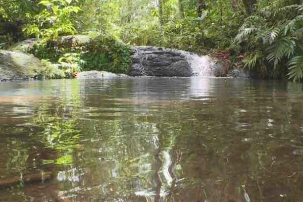 Les rivières de Guadeloupe : un atout écologique essentiel à préserver coûte que coûte