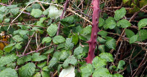 7 astuces naturelles pour éliminer les ronces dans son jardin