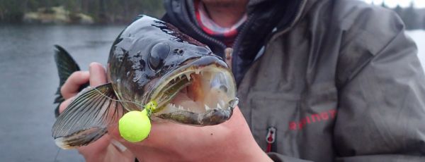 Découvrir la pêche au doré jaune