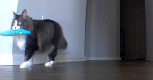 Un homme a failli écourter ses vacances après avoir vu les images déchirantes de son chat seul à la maison