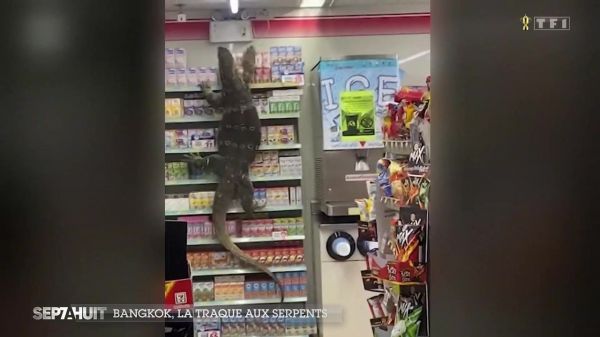 Serpents dans la ville : interventions à risque à Bangkok