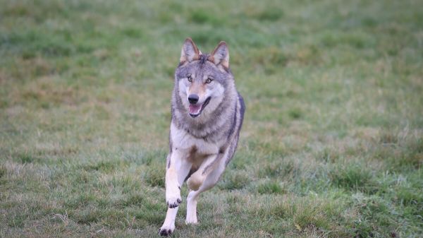 Haute-Savoie : un conducteur condamné après avoir essayé d'écraser un loup