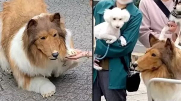Le Japonais qui a dépensé 14 000 euros pour devenir un chien dit que les autres chiens sont « cruels » avec lui