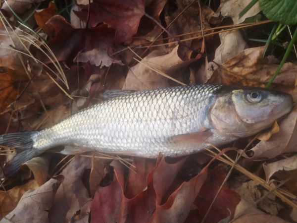 Pêche à la Ouitouche au Québec : Identification, Techniques et Habitats