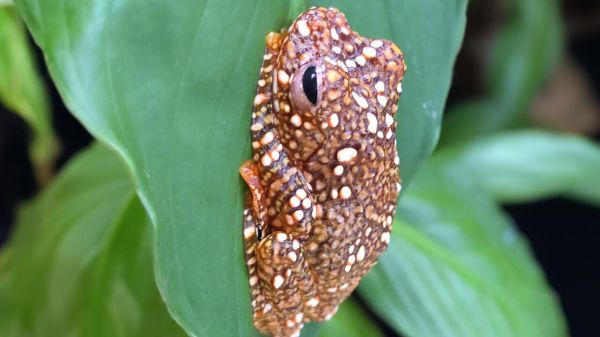 Une grenouille se camoufle en crotte pour échapper aux prédateurs (étude)