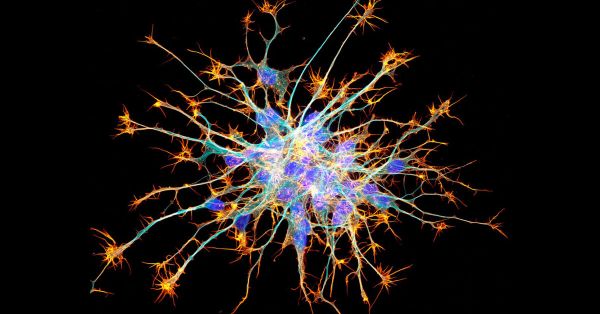 D'où viennent les neurones ? Quand Bergson éclaire les découvertes de la génomique