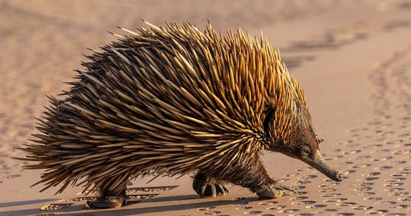 VIDÉO. On le pensait disparu depuis 60 ans. Une espèce animale proche du hérisson refait surface.