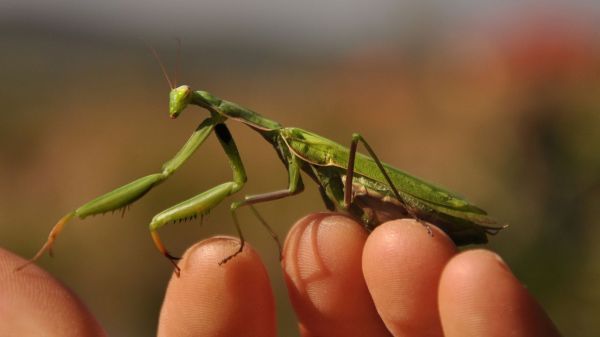 5 insectes en captivité pour débutant à élever en petit terrarium