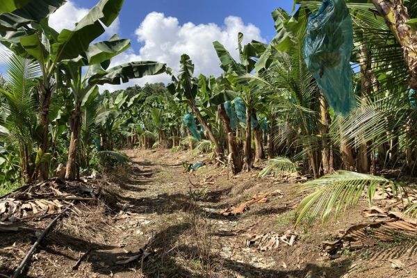 En Martinique, la filière de la banane cherche des solutions pour assurer sa survie