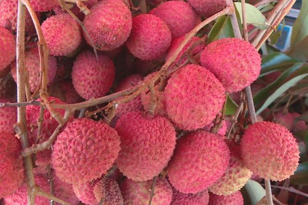Quels sont les fruits autorisés dans les colis et les bagages ?
