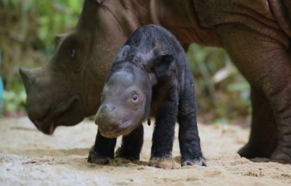 Un petit rhinocéros de Sumatra, espèce menacée d'extinction, est né en Indonésie (et il est trop mimi)