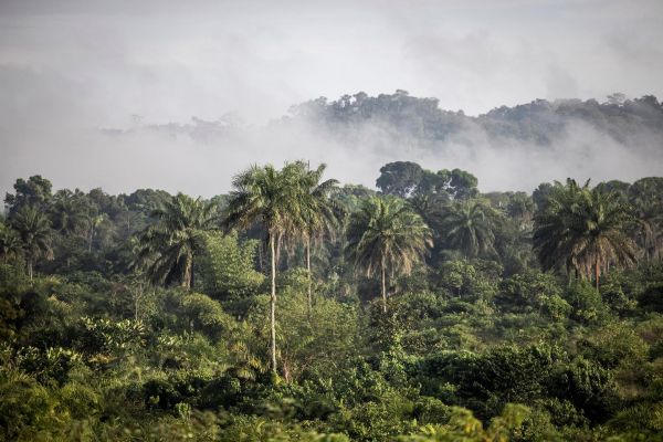 La ruée des Emirats arabes unis sur les forêts africaines