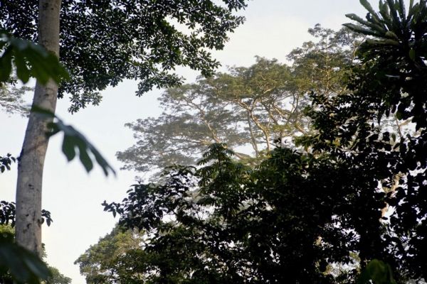 Entre l'entreprise émiratie Blue Carbon et le Liberia, un intermédiaire sulfureux