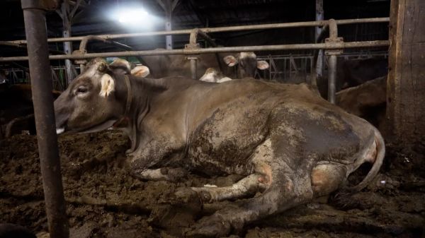 Finistère: L214 demande la fermeture "sans délai" d'un élevage laitier fournisseur des crêpes Whaou!