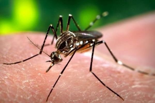 La Polynésie plus touchée par la dengue de type II que sa voisine Calédonienne