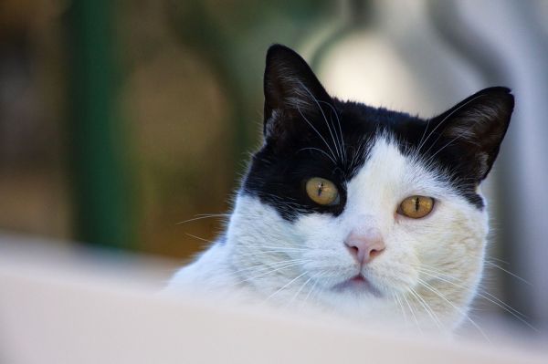 3 000 000 d'euros pour aider les communes à stériliser les chats
