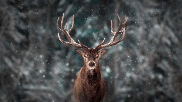 Un cerf majestueux s'invite sur la terrasse de ces habitants de Haute-Savoie