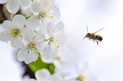 Aider les abeilles sauvages dans les jardins et les balcons